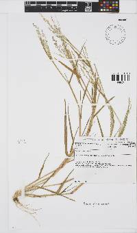 Panicum gilvum image