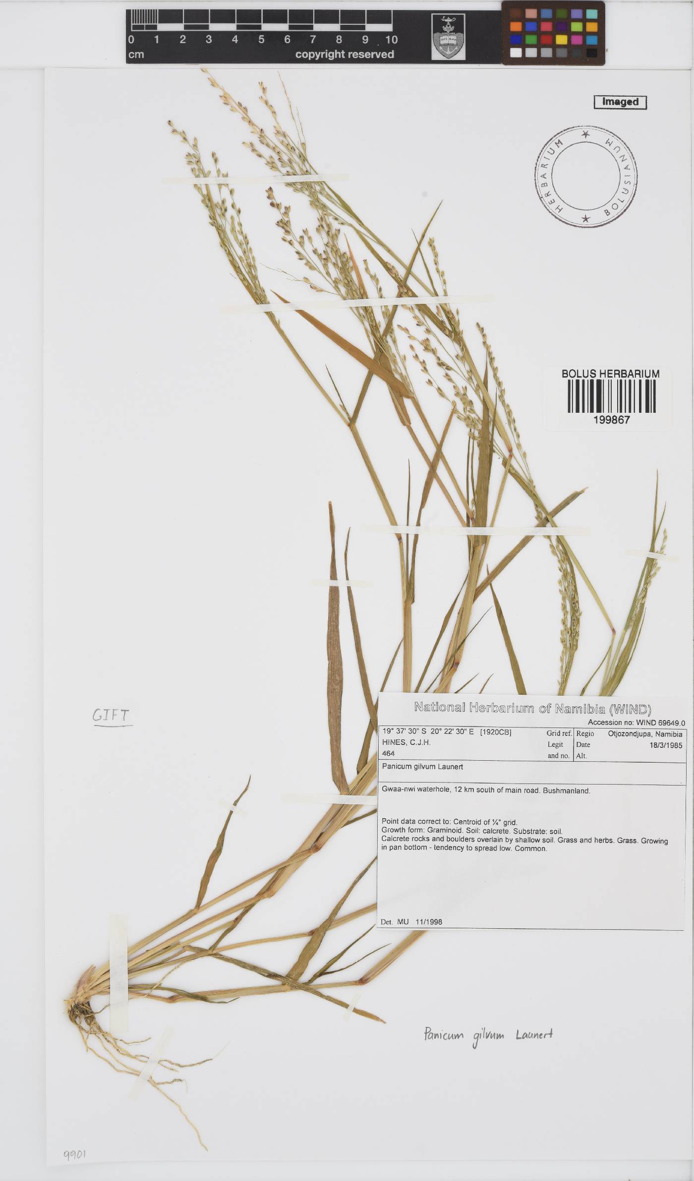 Panicum gilvum image