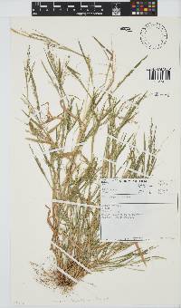 Panicum impeditum image