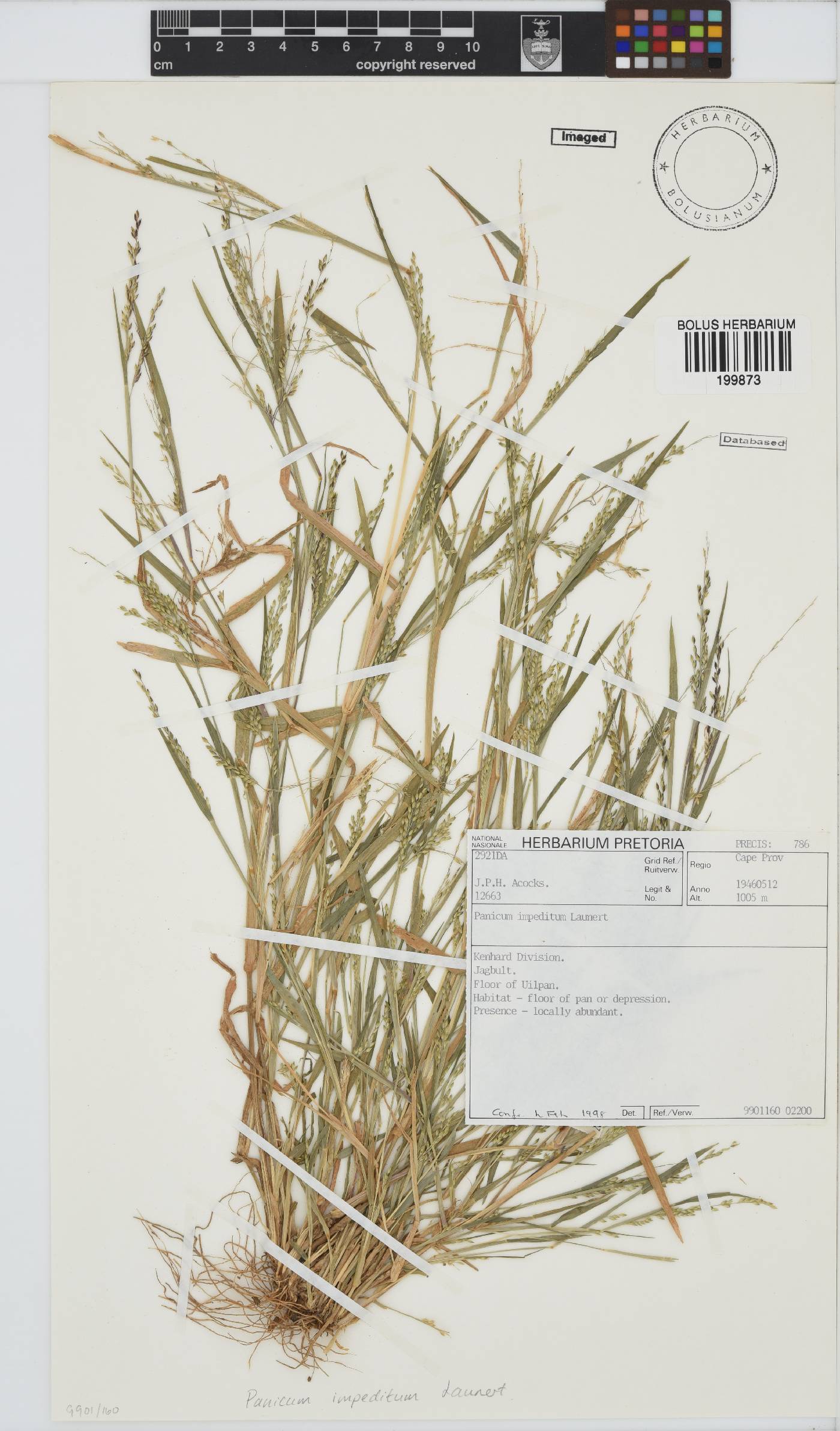 Panicum impeditum image