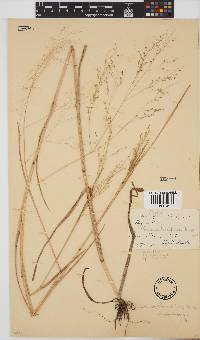 Panicum kalaharense image