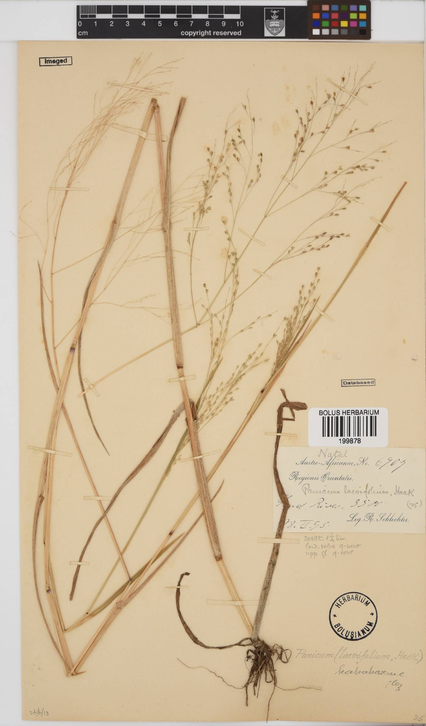 Panicum image