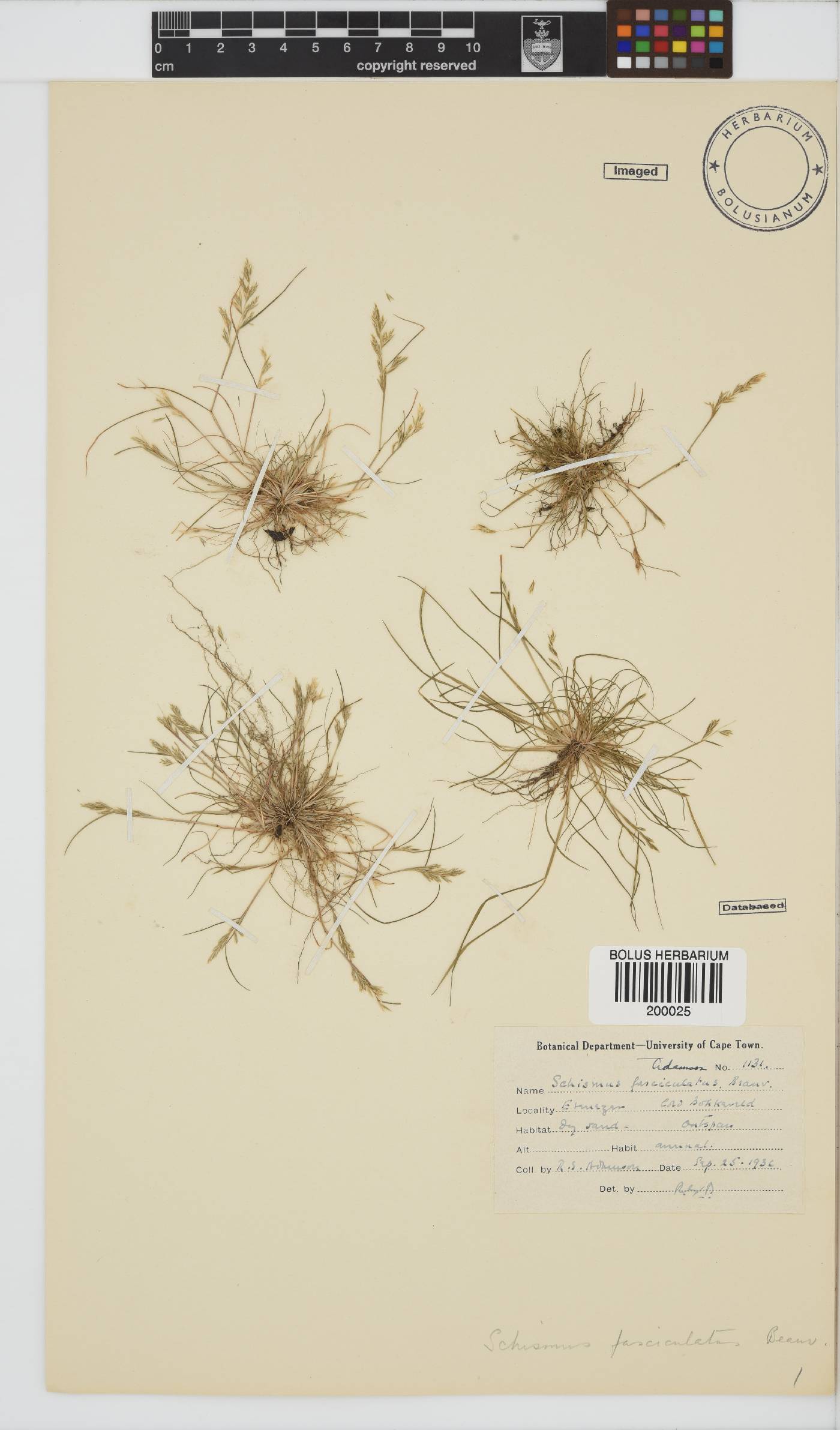 Schismus barbatus image