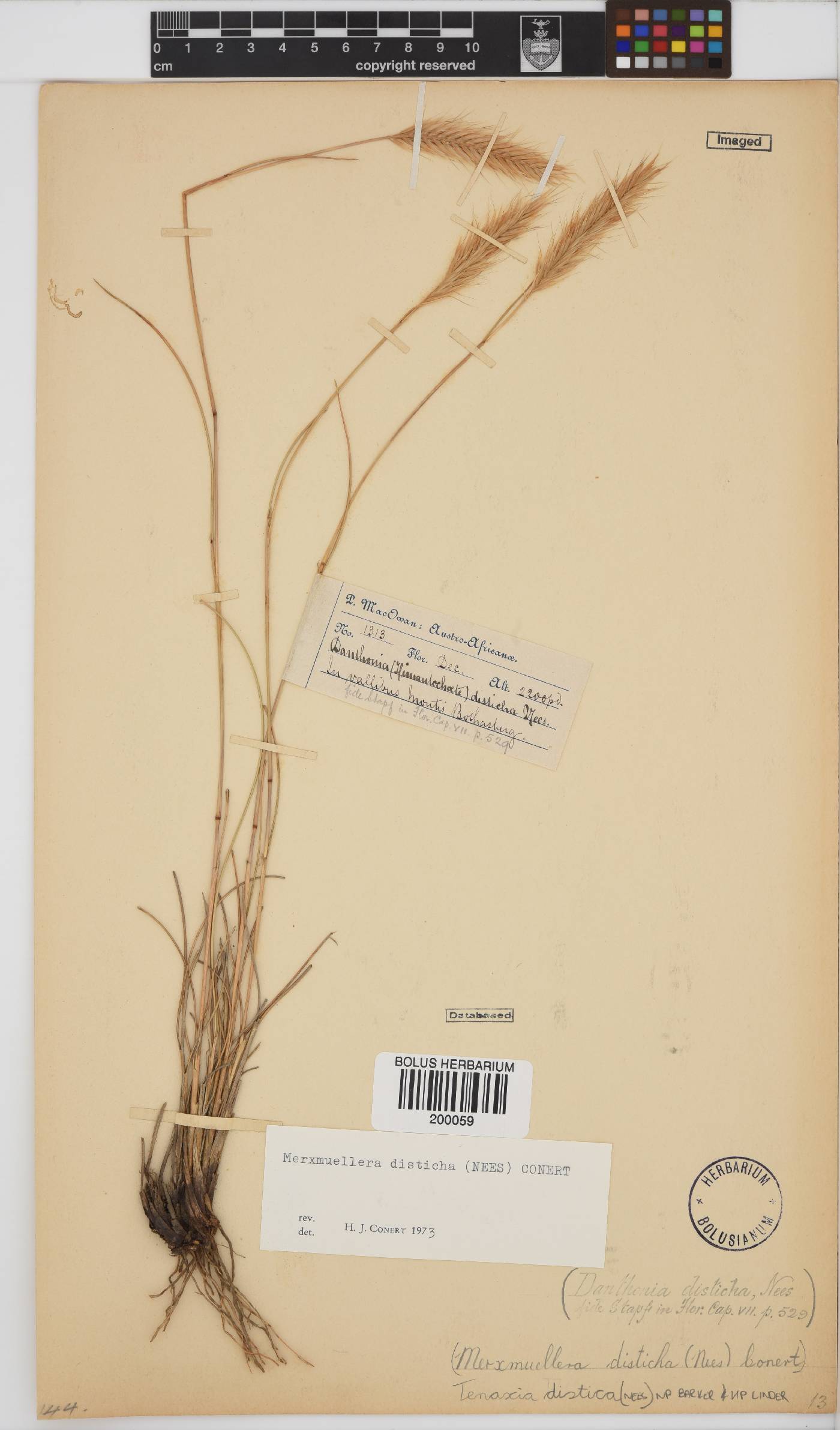 Tenaxia disticha image