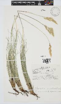 Tenaxia stricta image