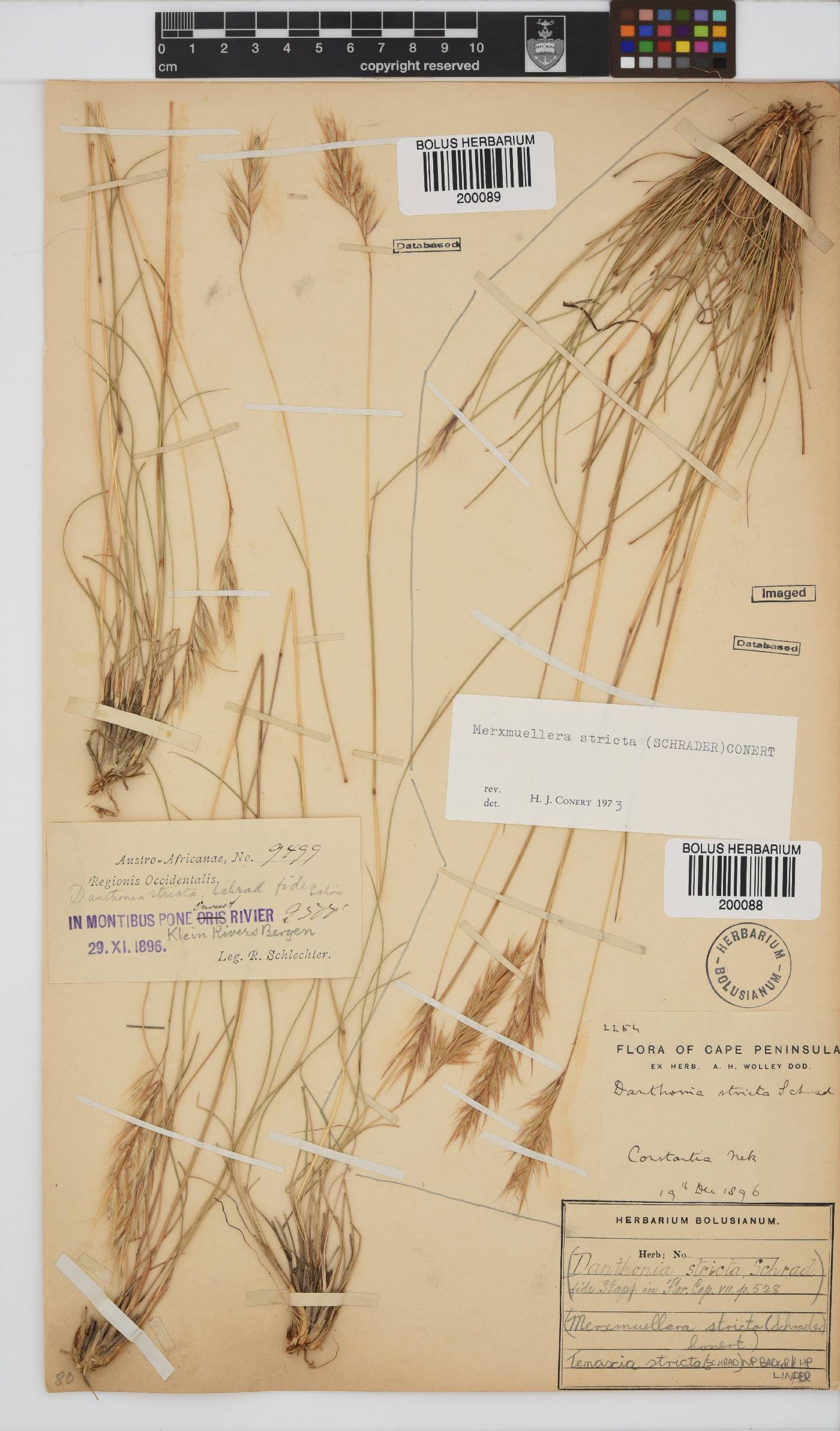 Tenaxia stricta image