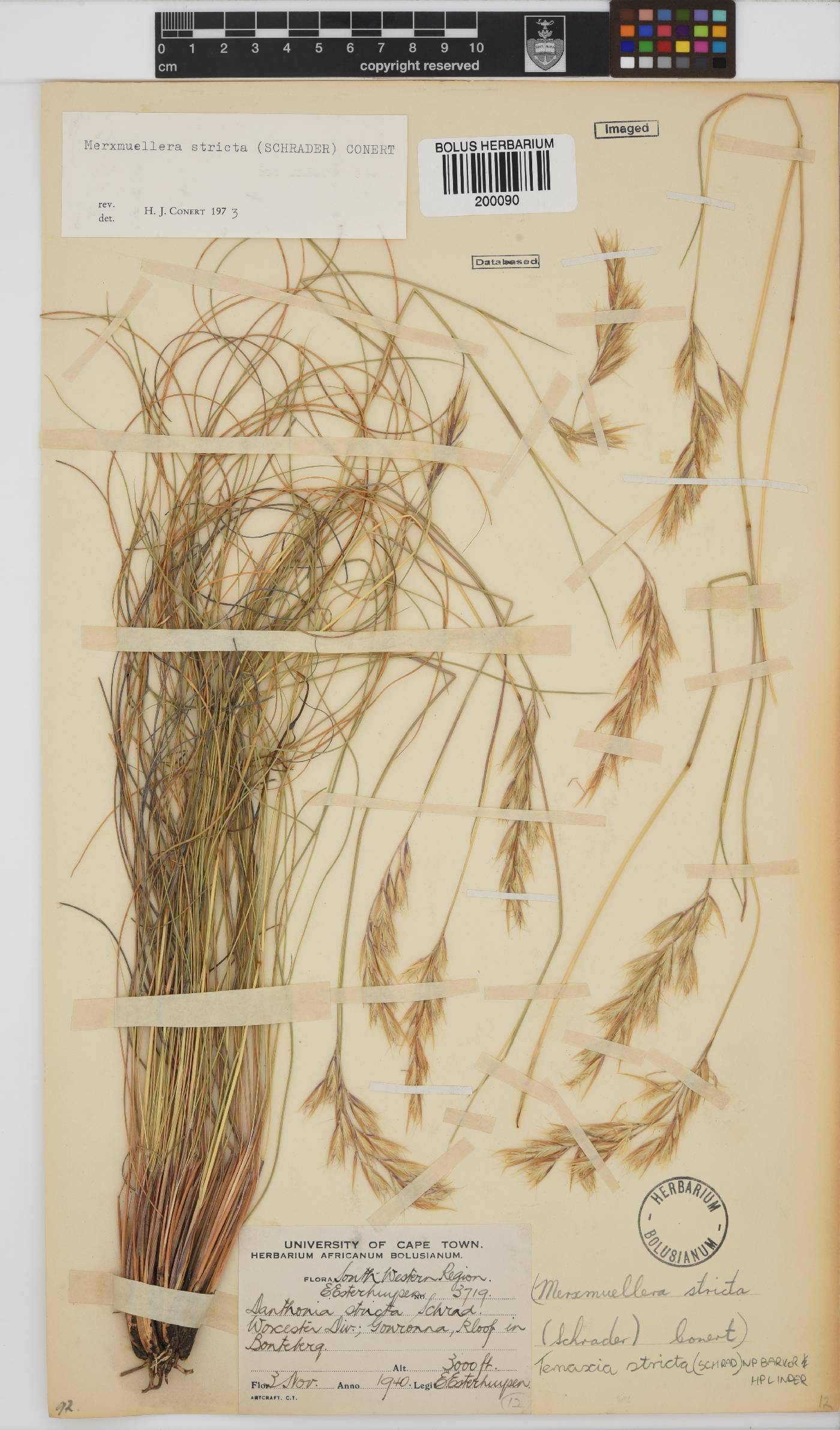 Tenaxia stricta image