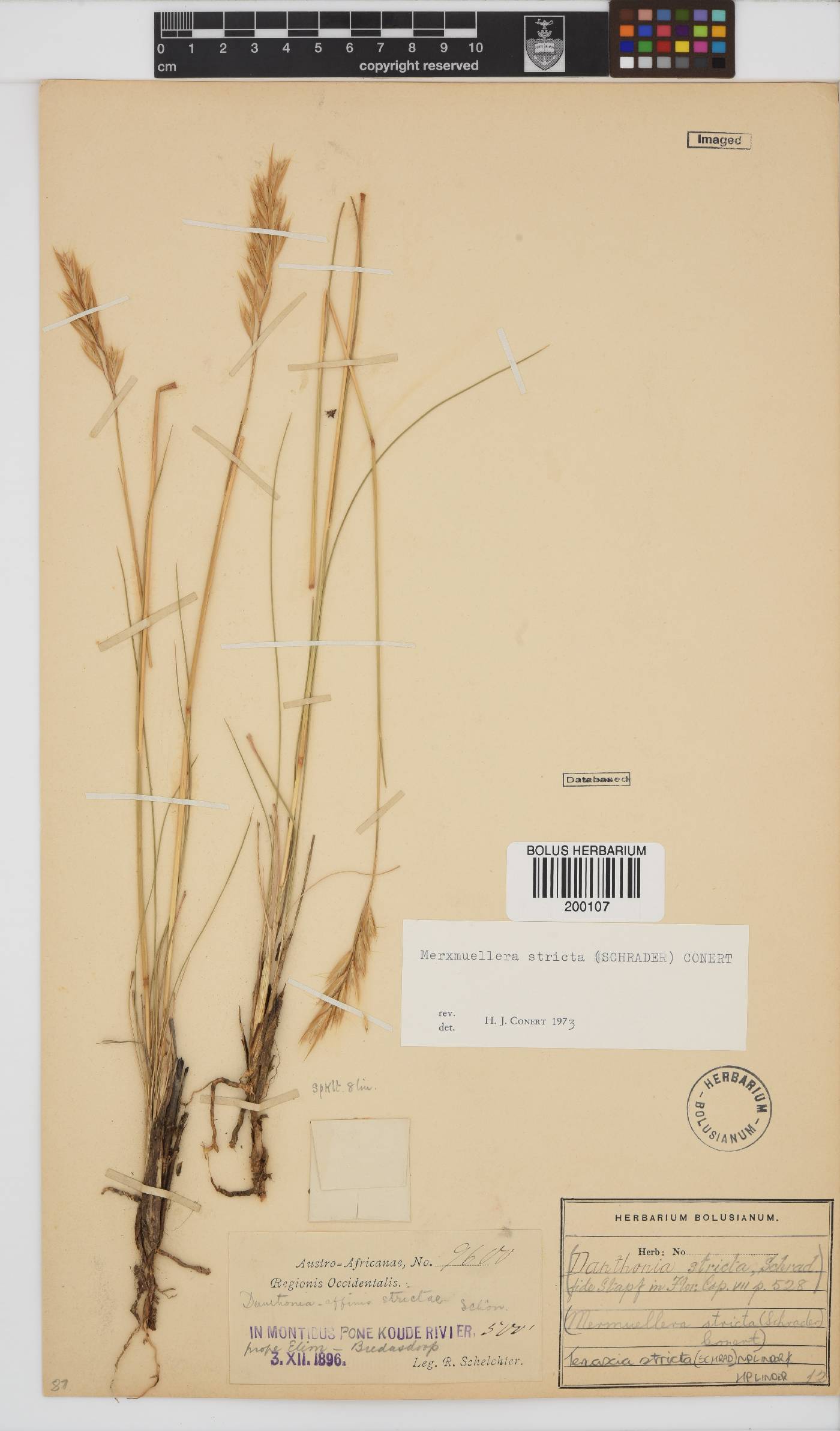 Tenaxia stricta image