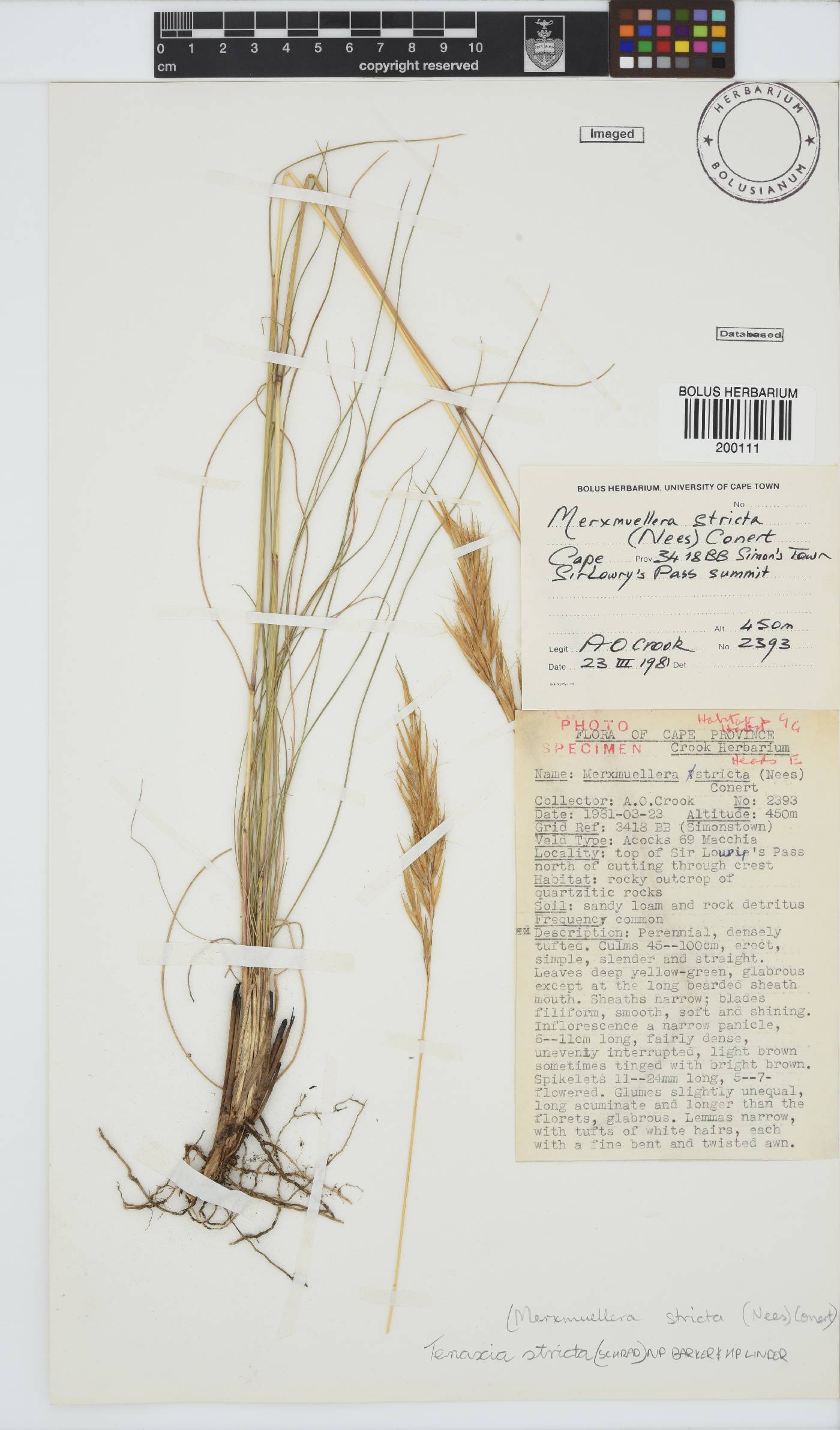 Tenaxia stricta image