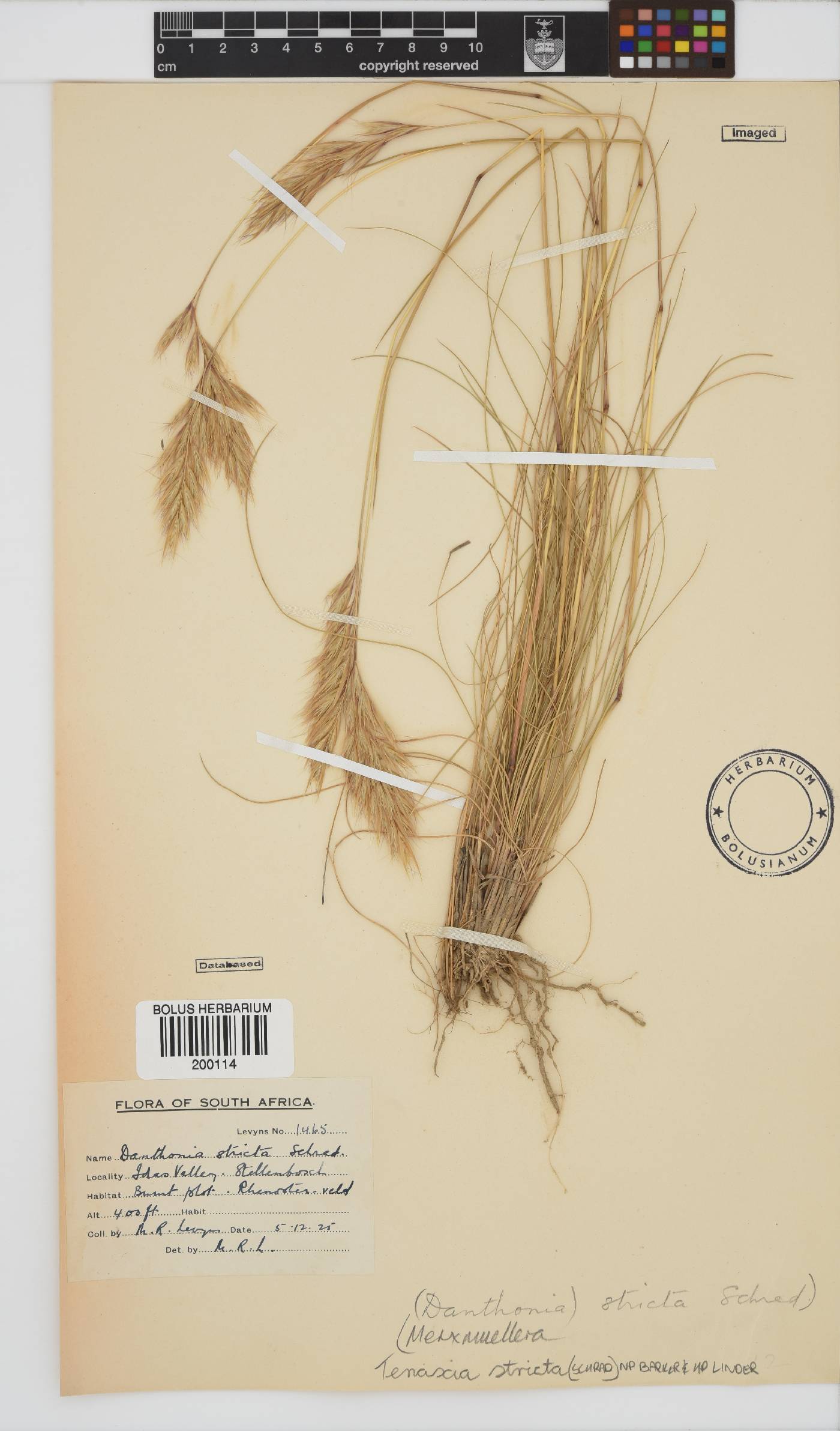 Tenaxia image