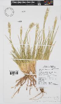 Image of Ellisochloa rangei