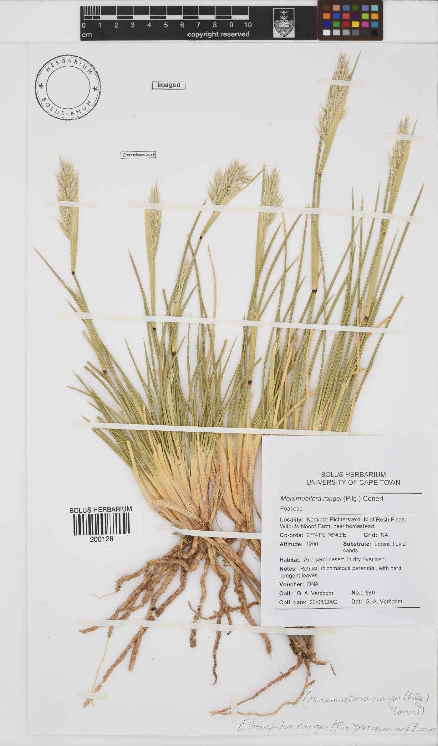 Ellisochloa rangei image