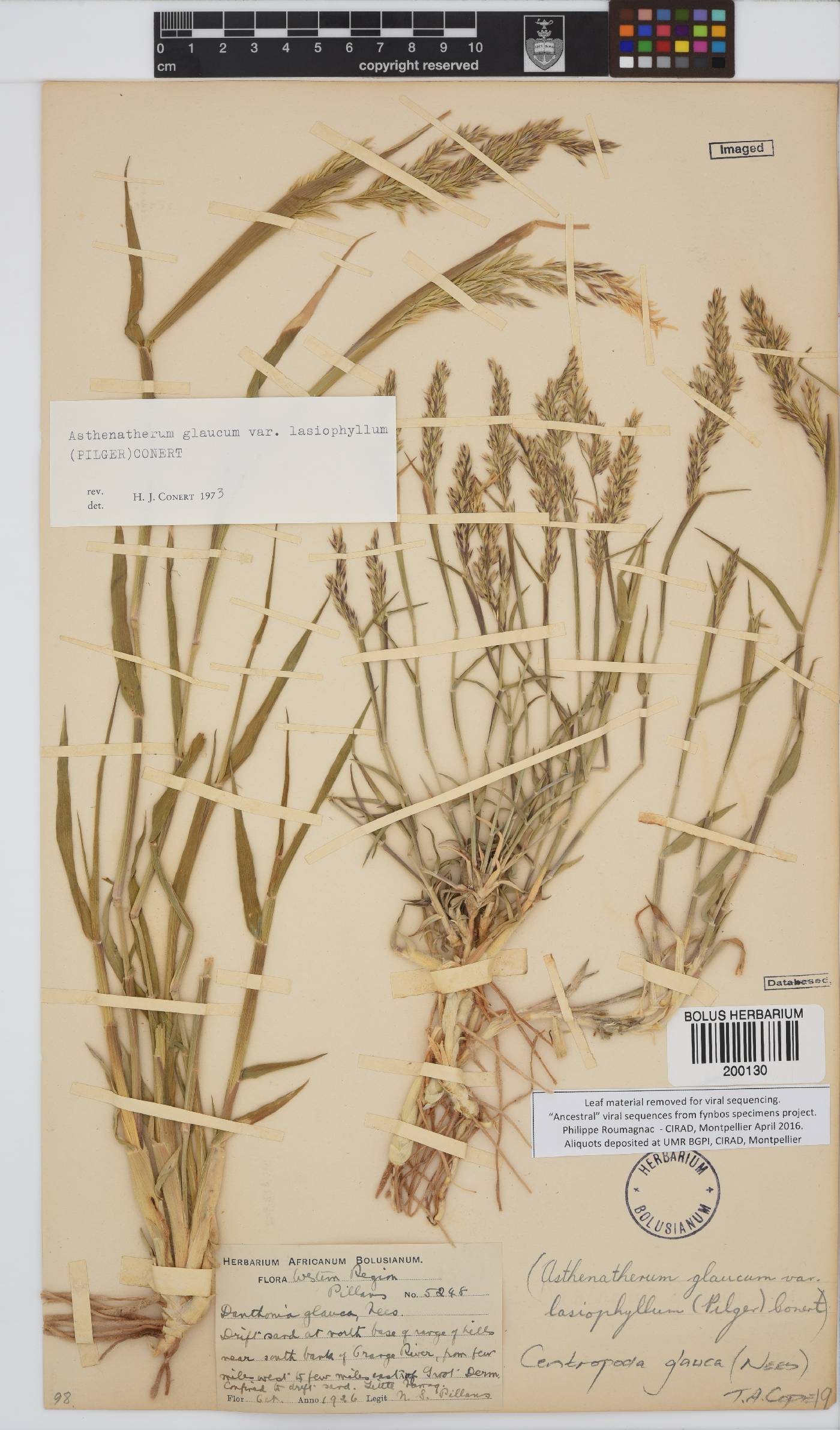 Centropodia glauca image