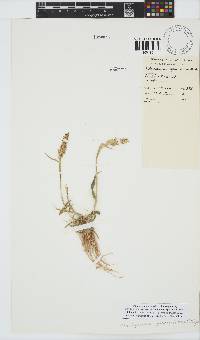 Centropodia glauca image