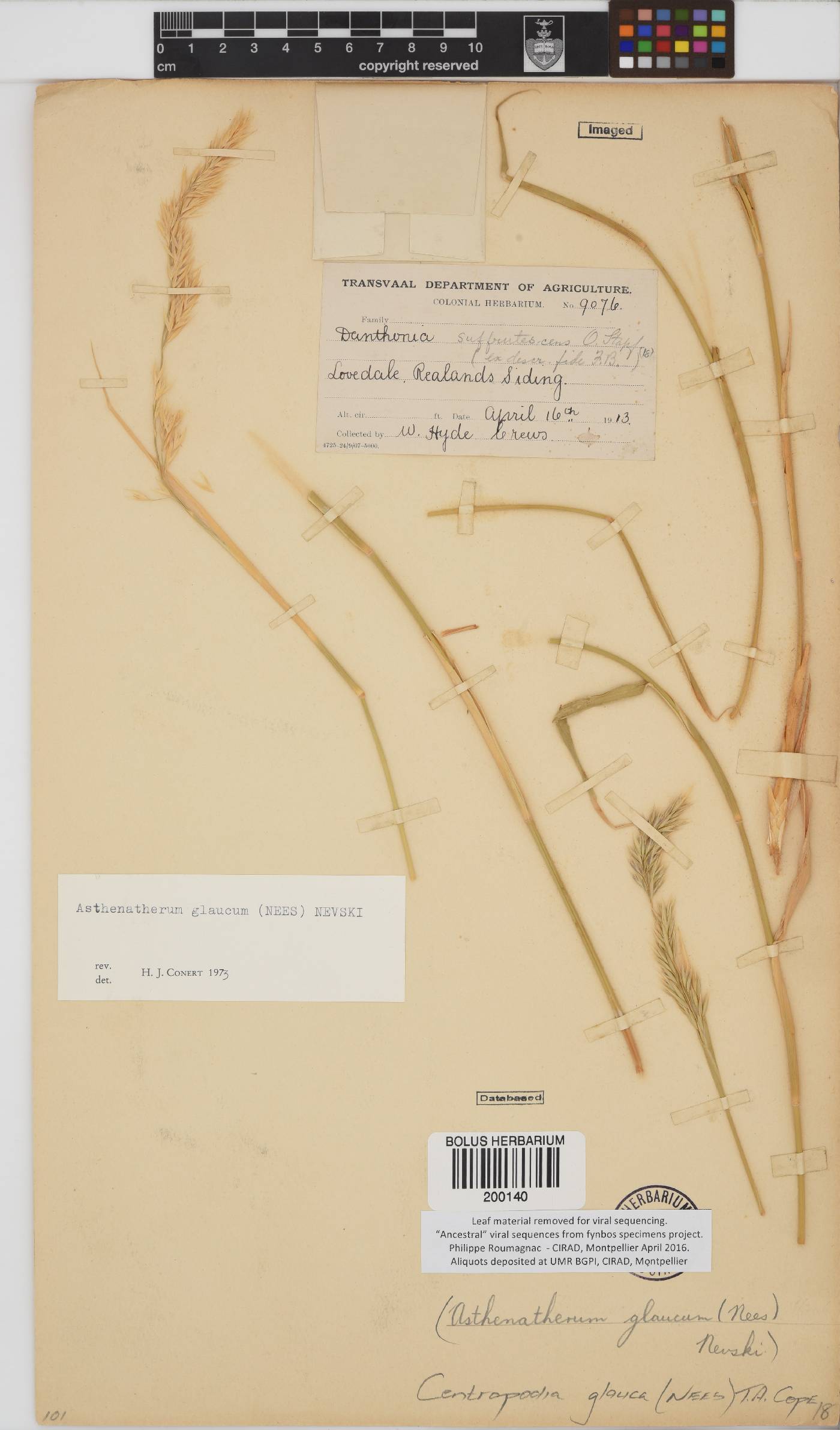 Centropodia glauca image