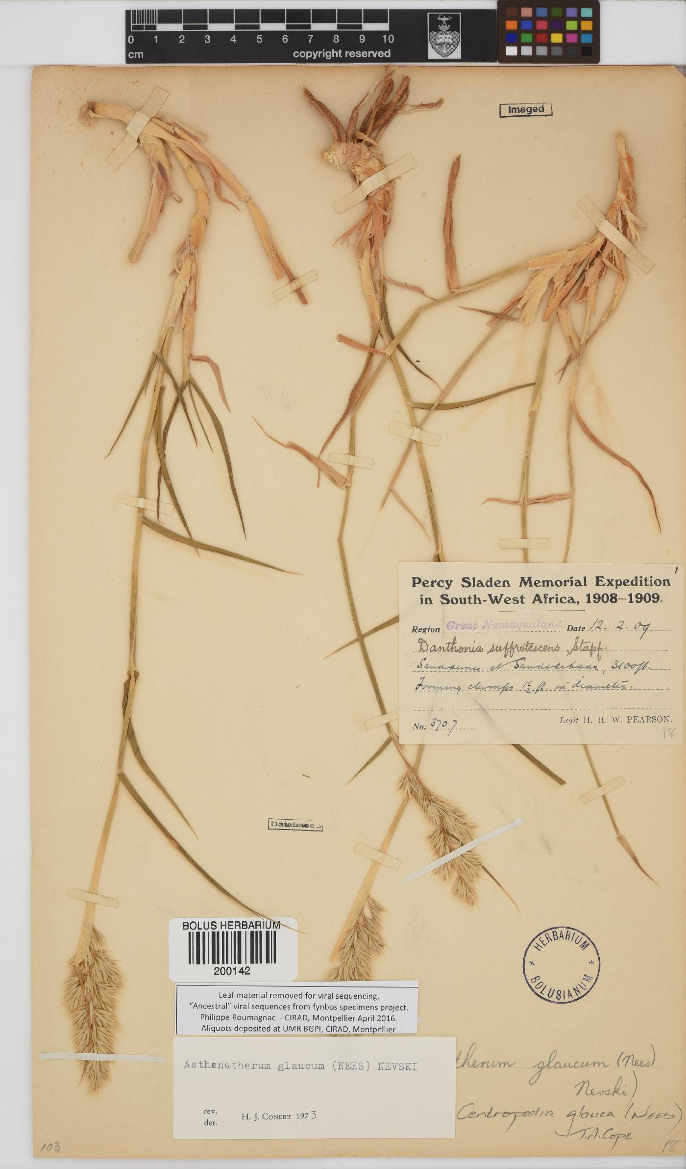 Centropodia glauca image