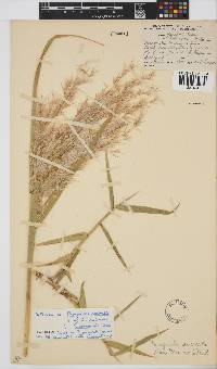 Phragmites australis image