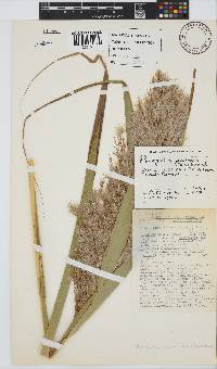 Phragmites australis image