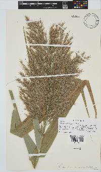 Phragmites australis image