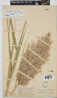 Phragmites australis image