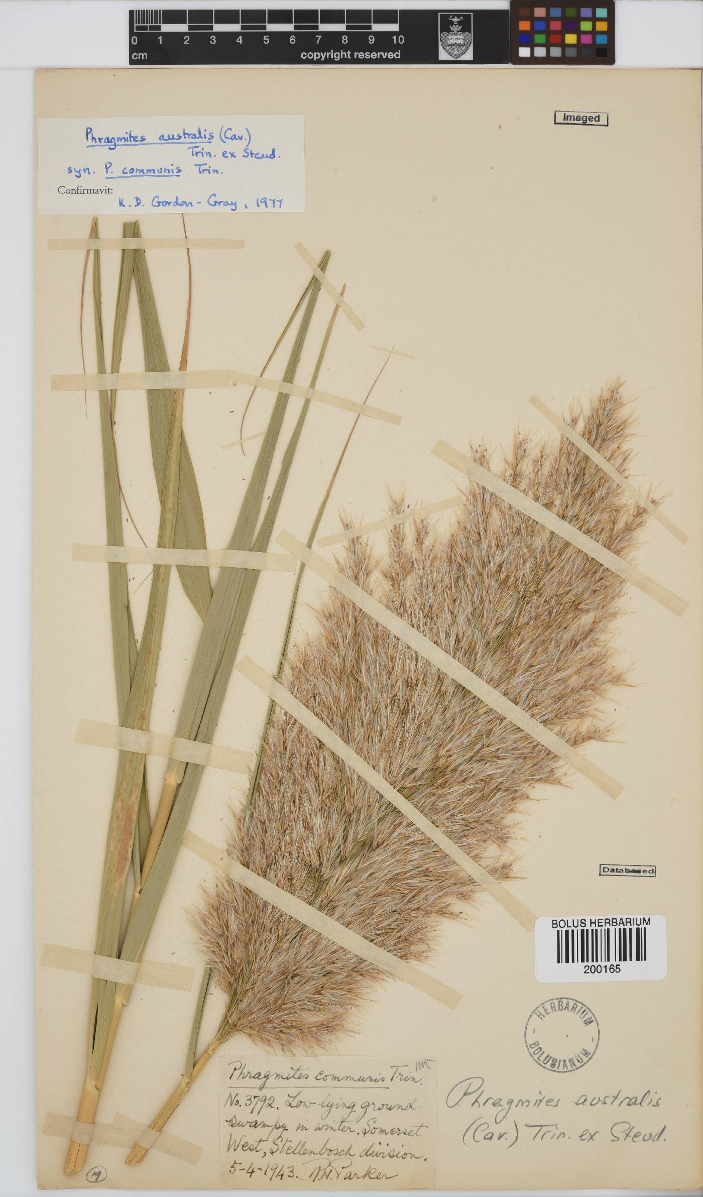 Phragmites australis image
