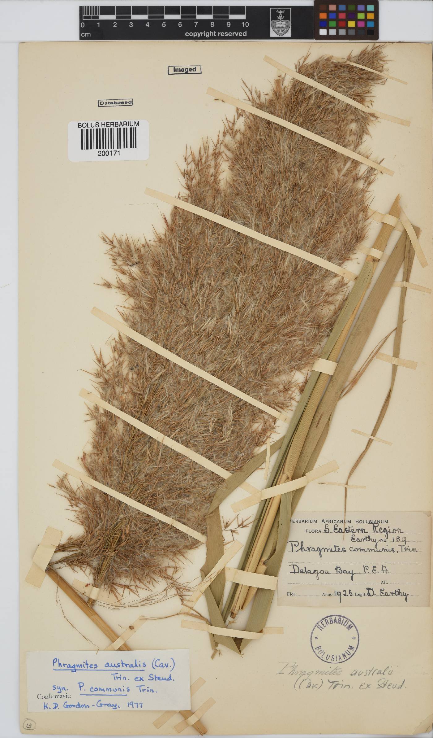 Phragmites australis image