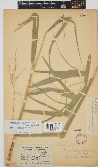 Phragmites australis image