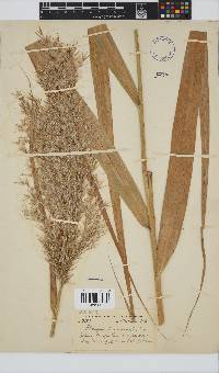 Phragmites australis image