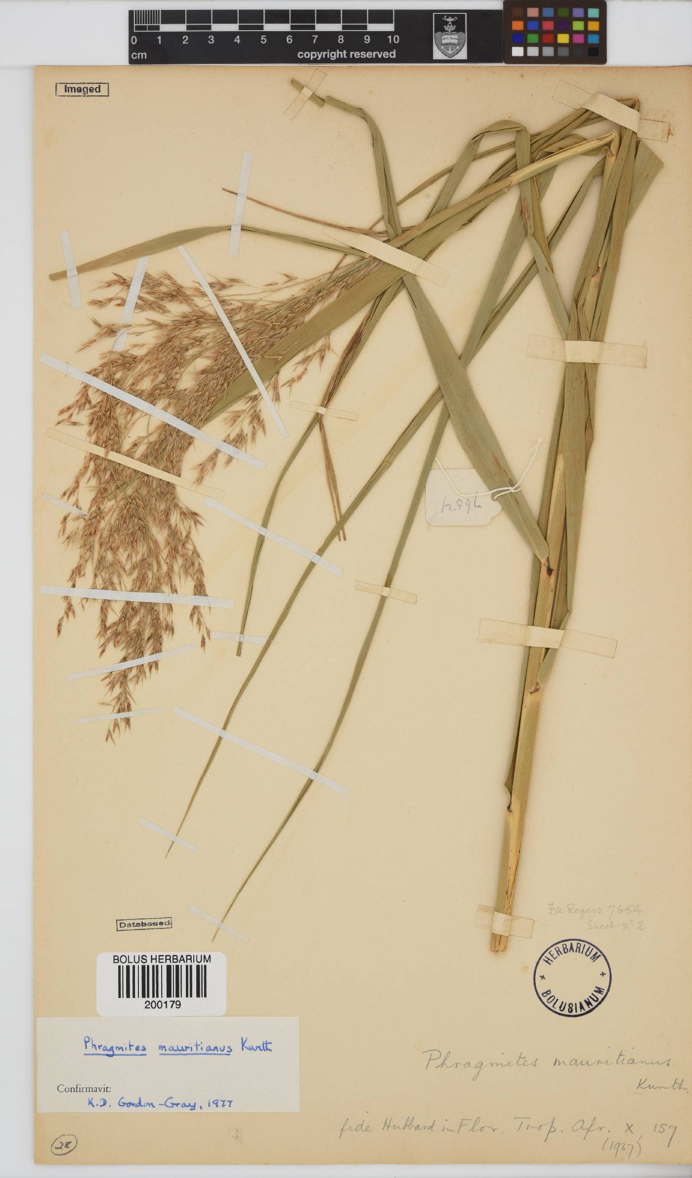 Phragmites mauritianus image