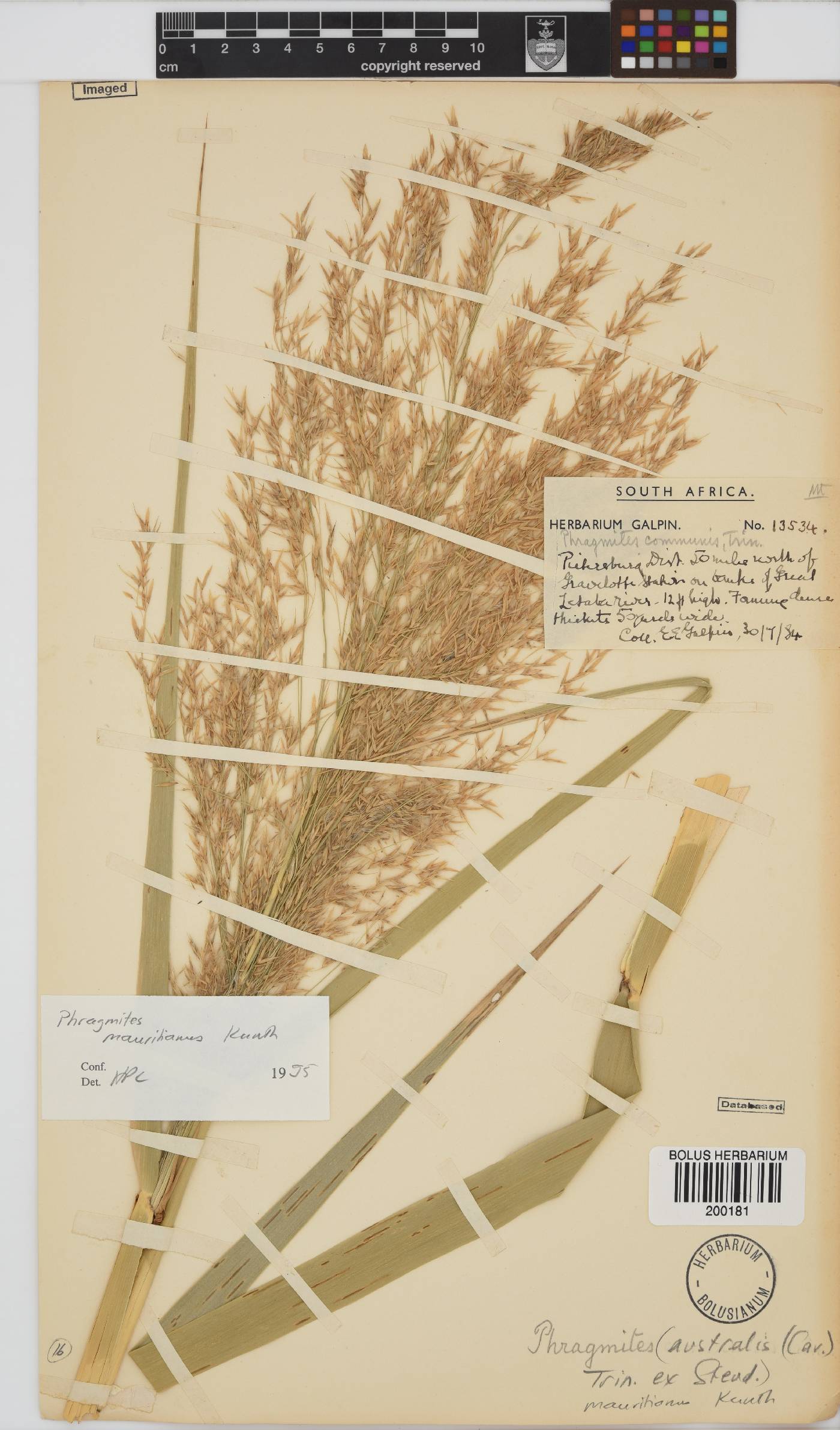 Phragmites image