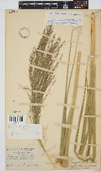 Phragmites mauritianus image