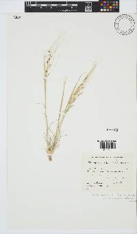 Stipagrostis ciliata var. capensis image