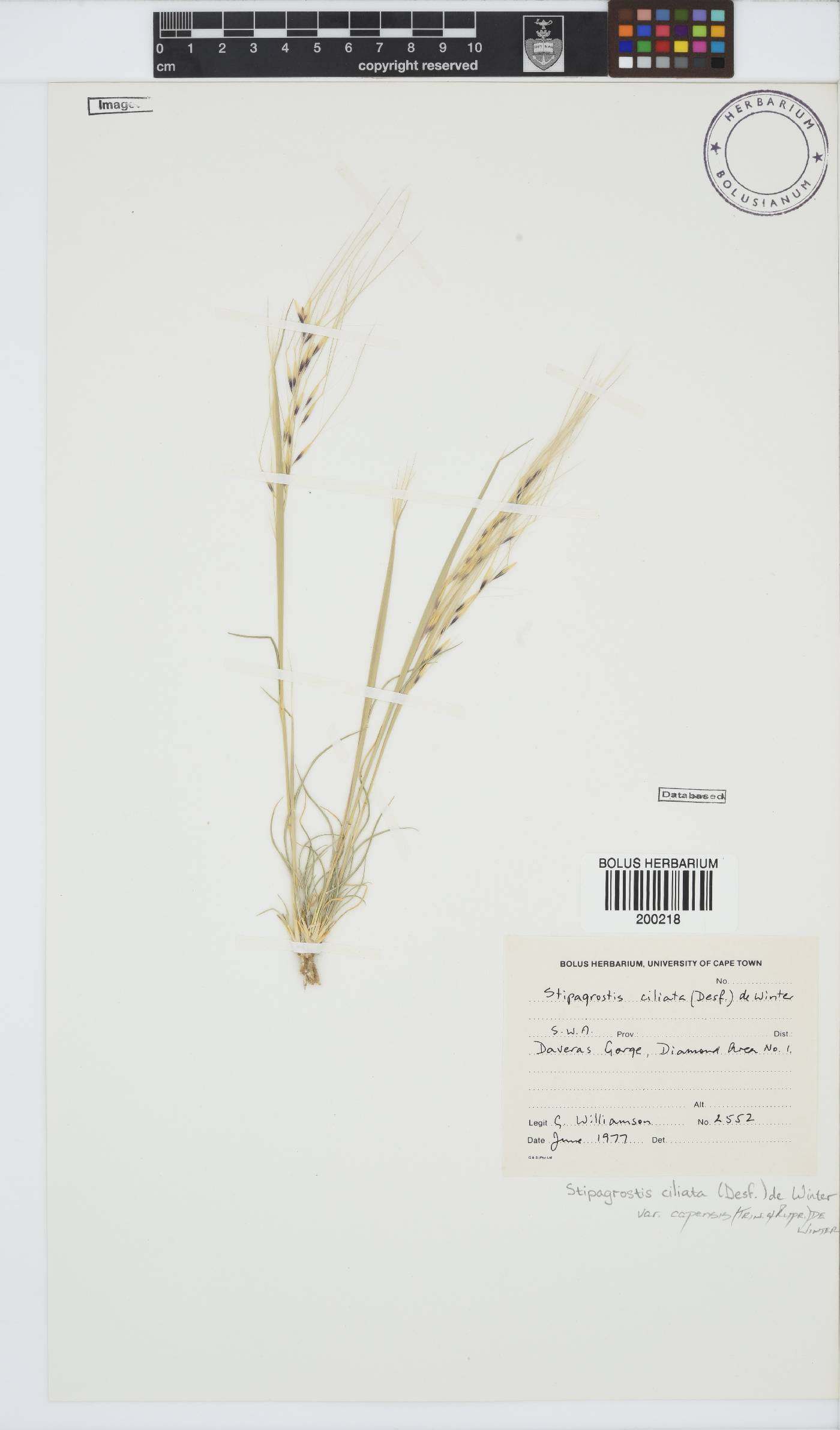 Stipagrostis ciliata var. capensis image