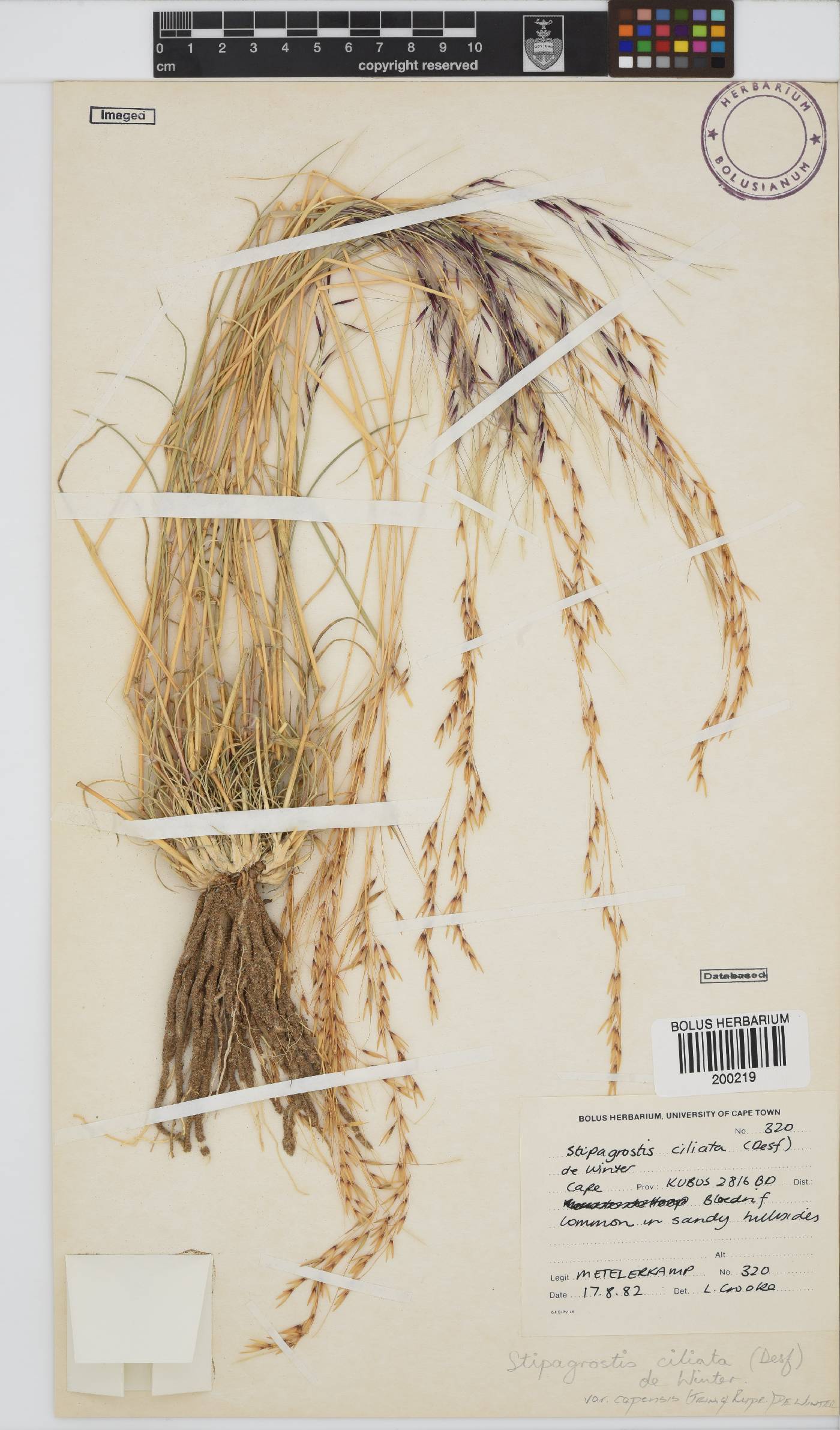 Stipagrostis ciliata var. capensis image