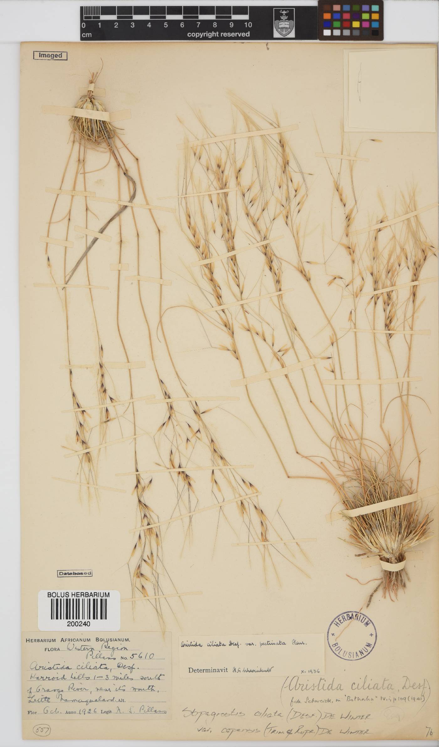 Stipagrostis image