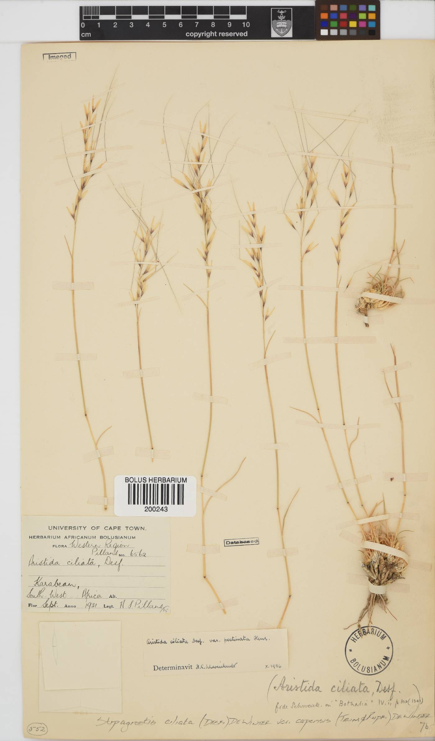 Stipagrostis ciliata var. capensis image