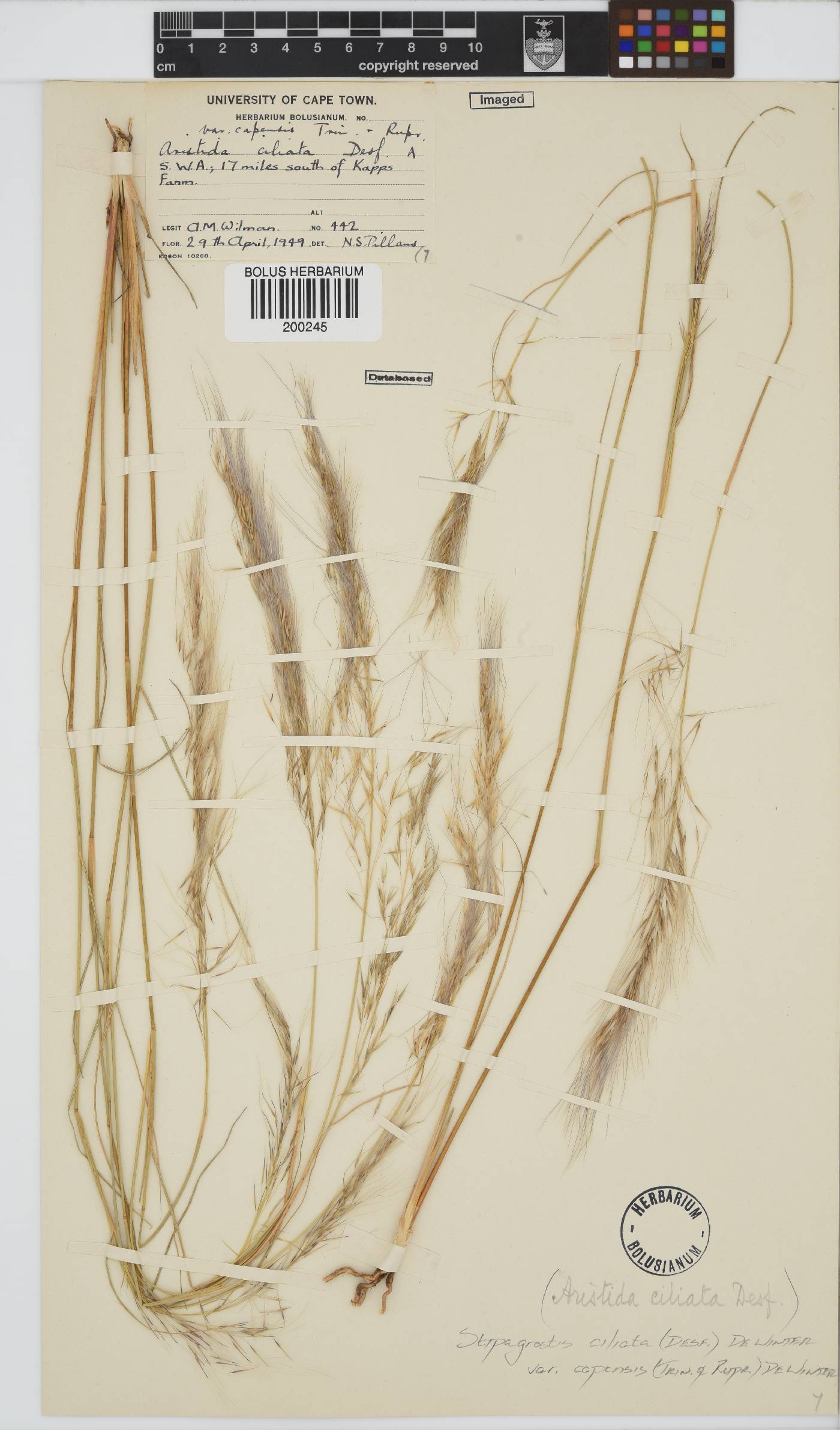 Stipagrostis ciliata image
