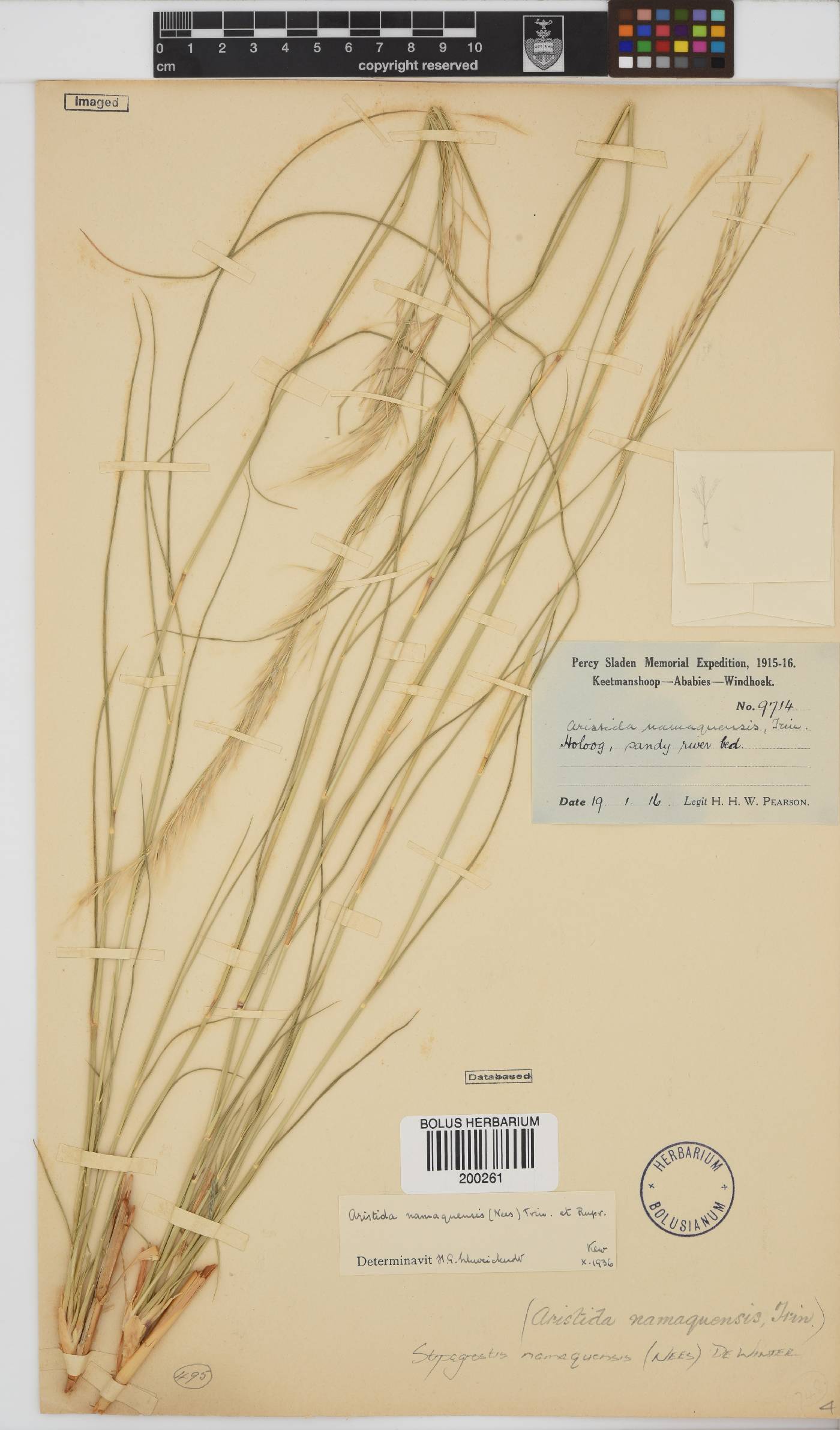 Stipagrostis namaquensis image