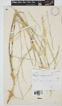 Stipagrostis namaquensis image