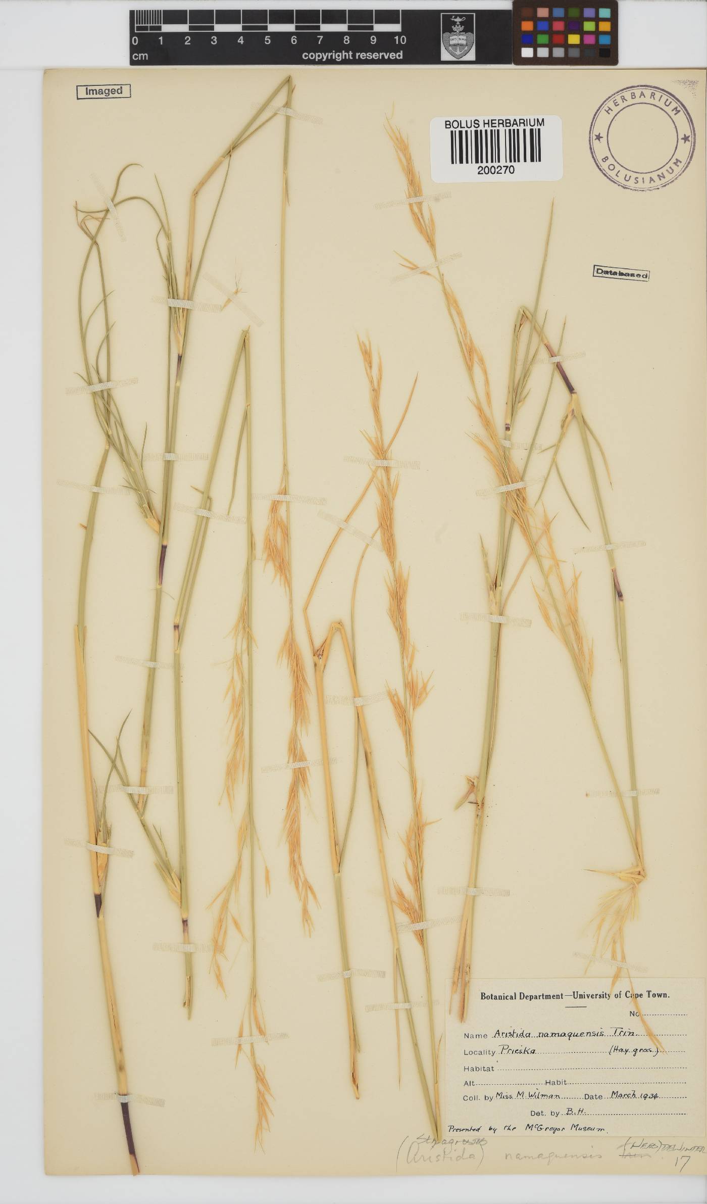 Stipagrostis namaquensis image