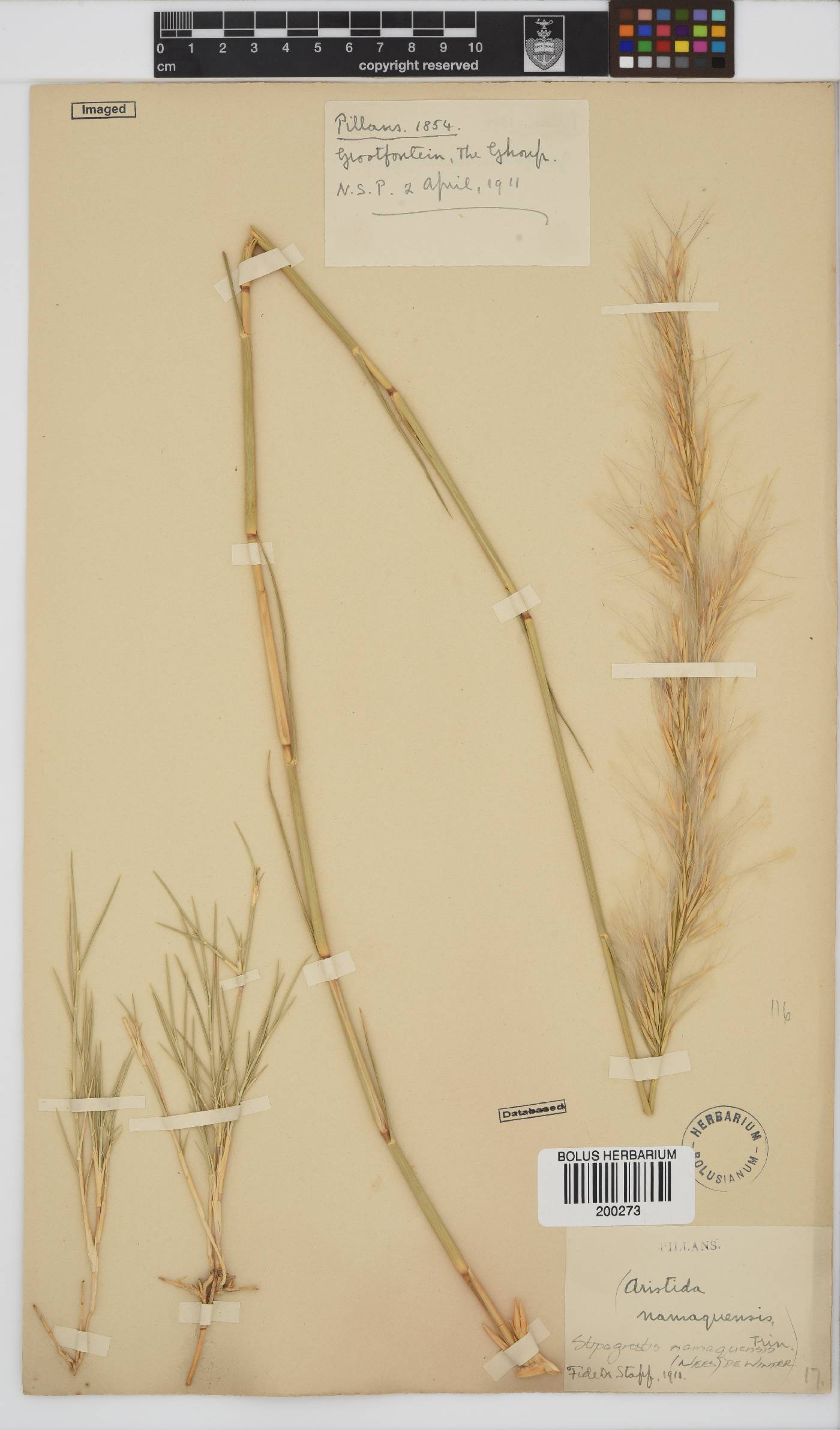 Stipagrostis namaquensis image