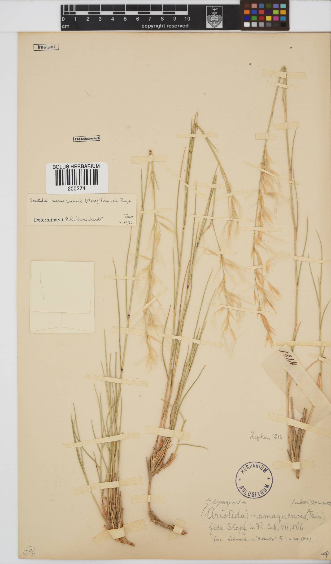Stipagrostis namaquensis image