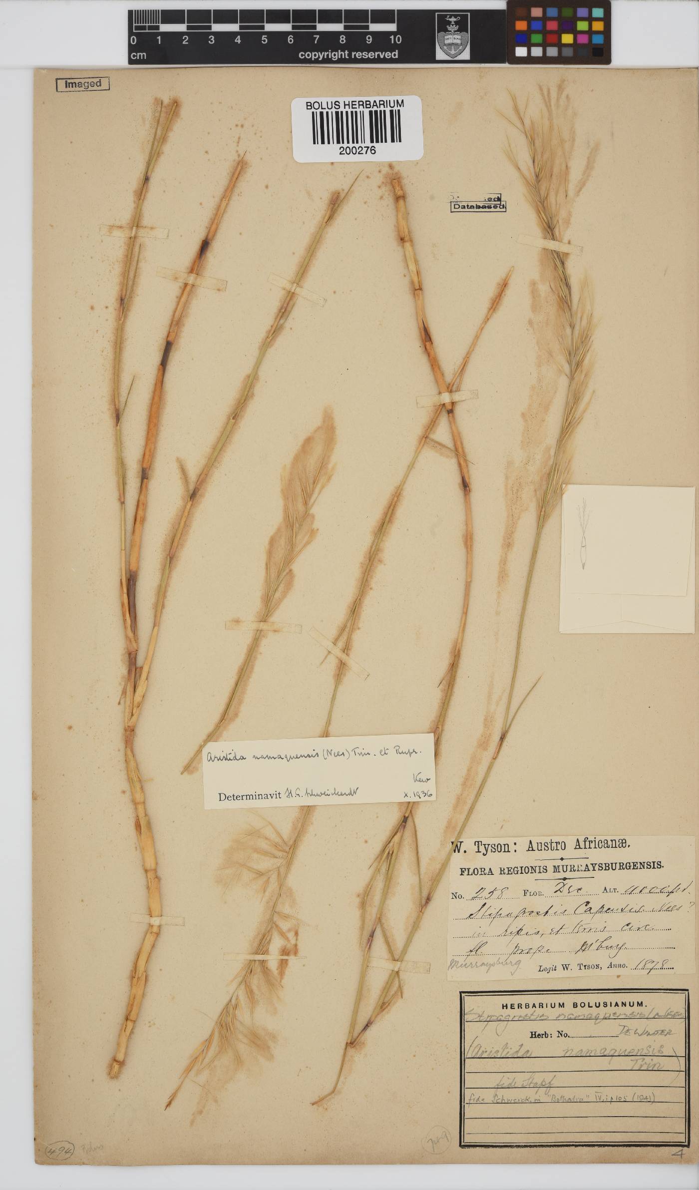 Stipagrostis namaquensis image