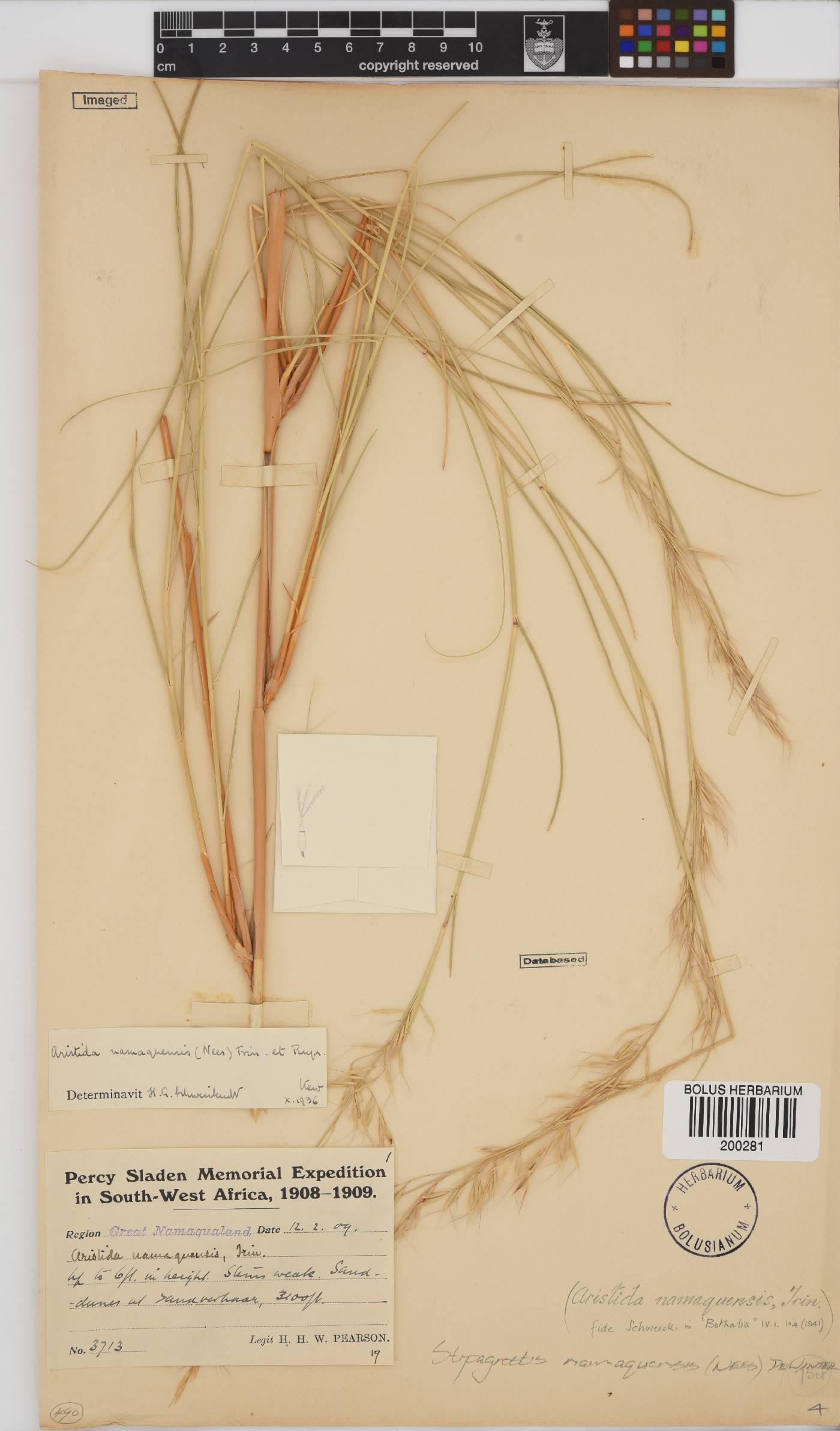 Stipagrostis namaquensis image
