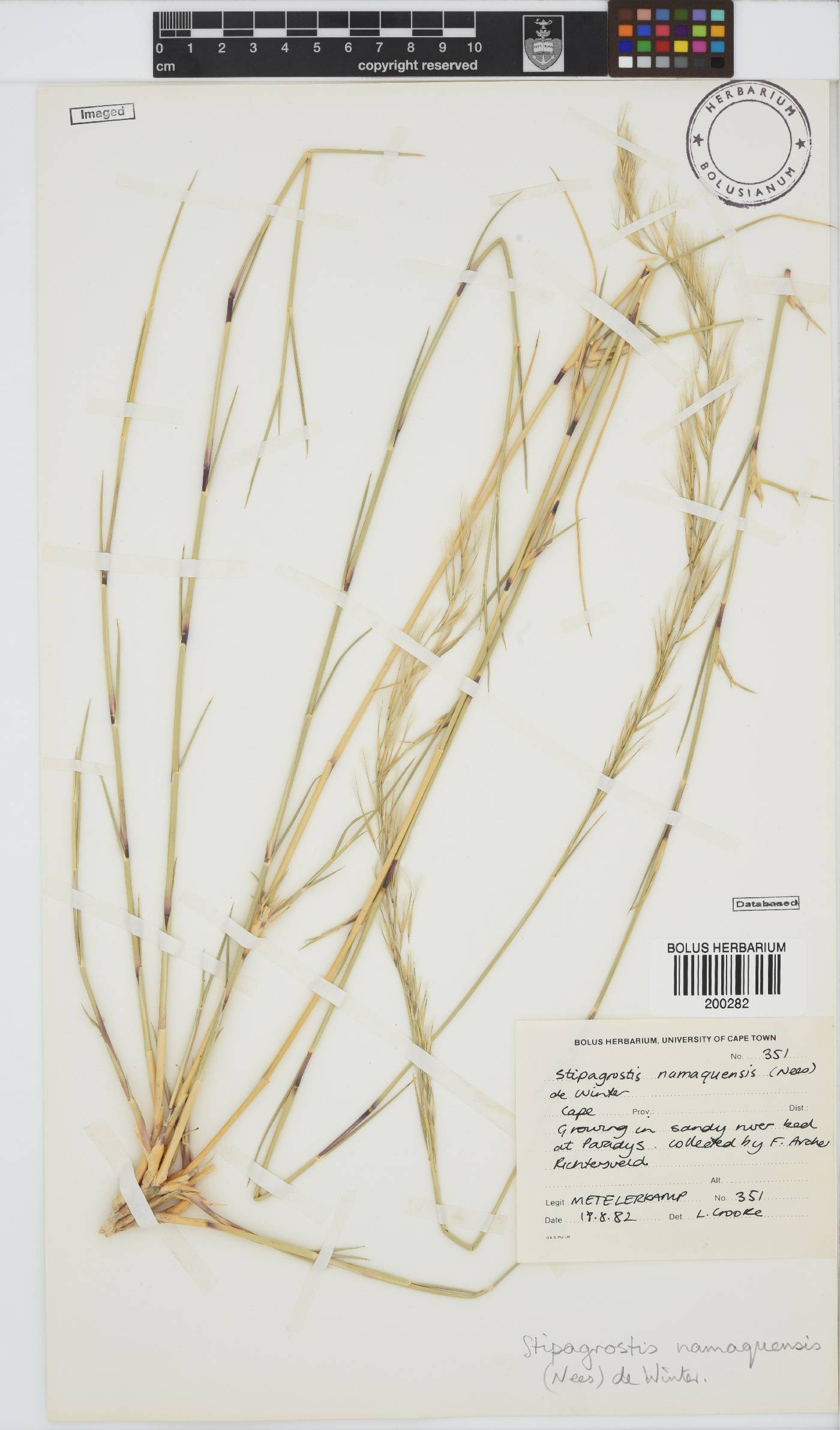 Stipagrostis namaquensis image