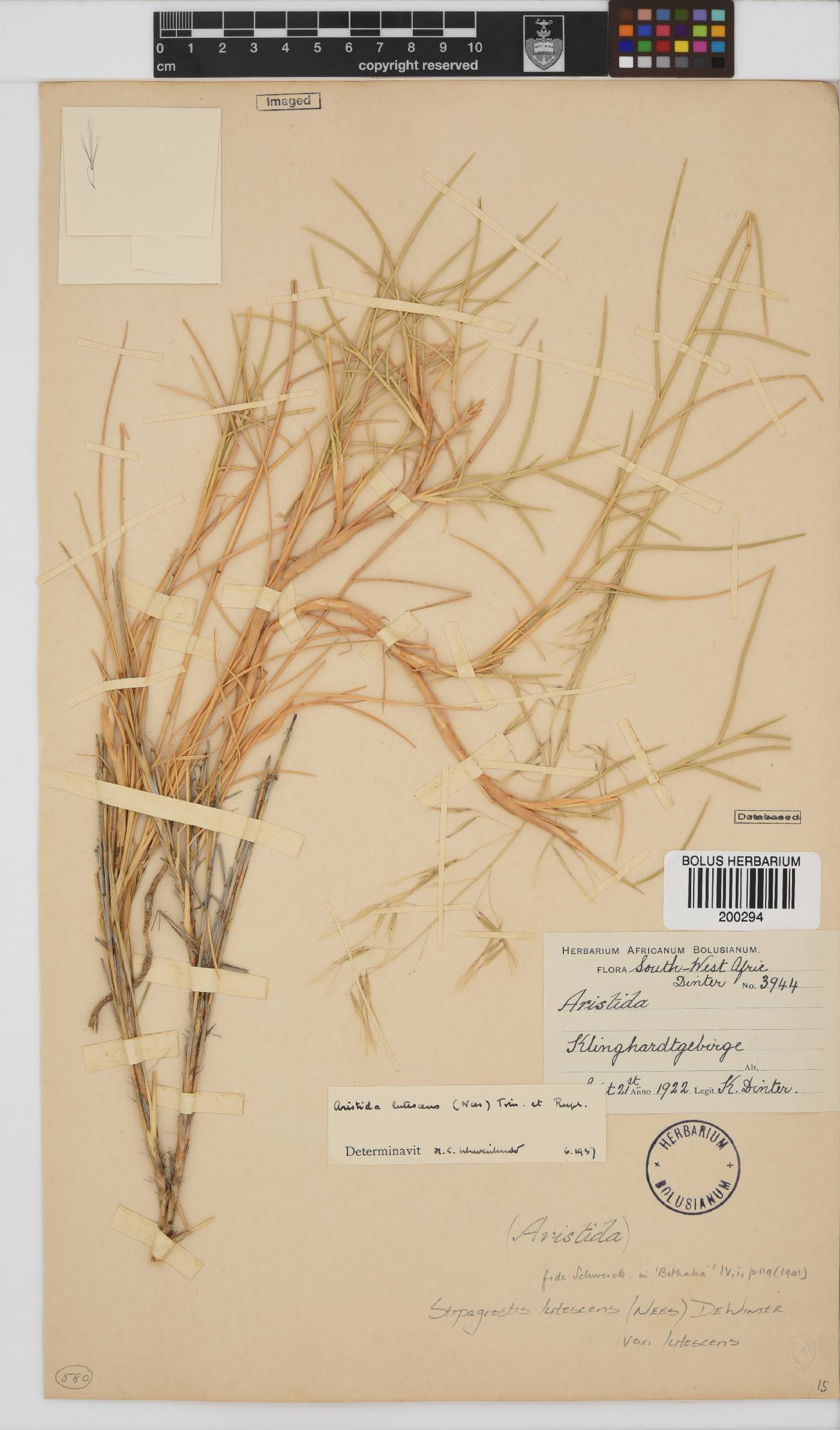Stipagrostis lutescens image