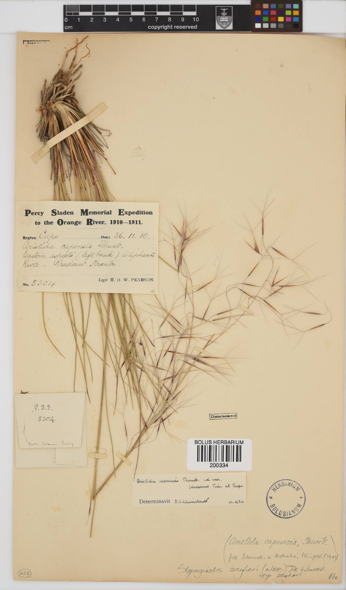 Stipagrostis zeyheri image