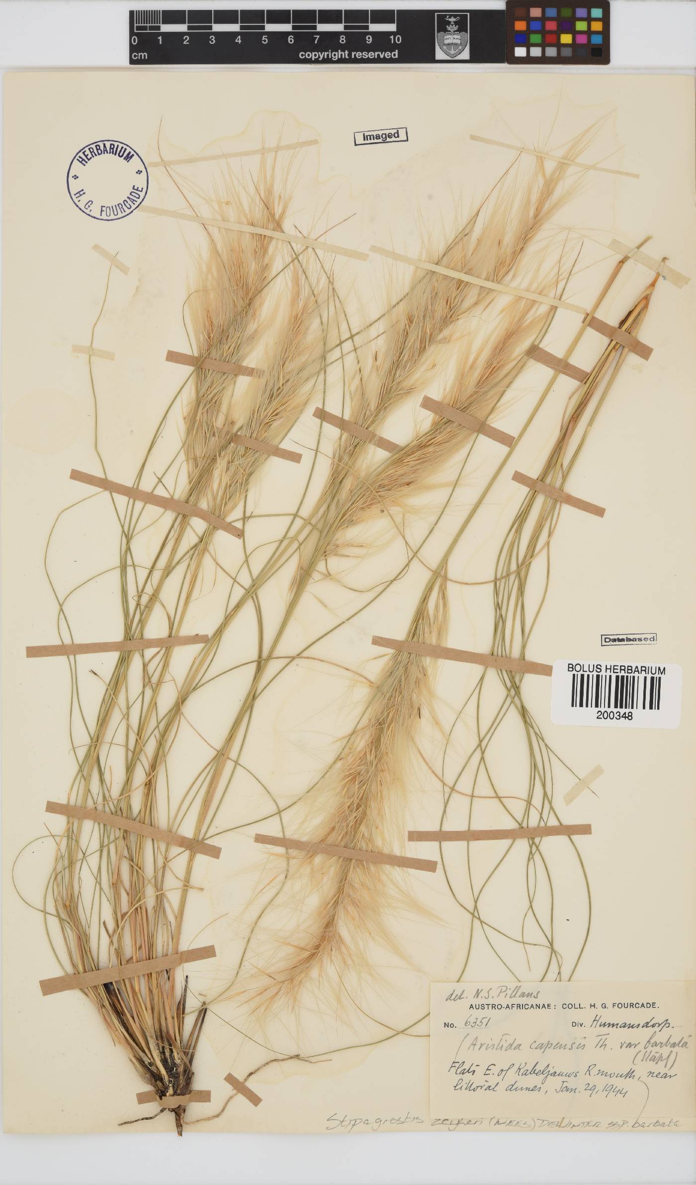 Stipagrostis zeyheri subsp. barbata image