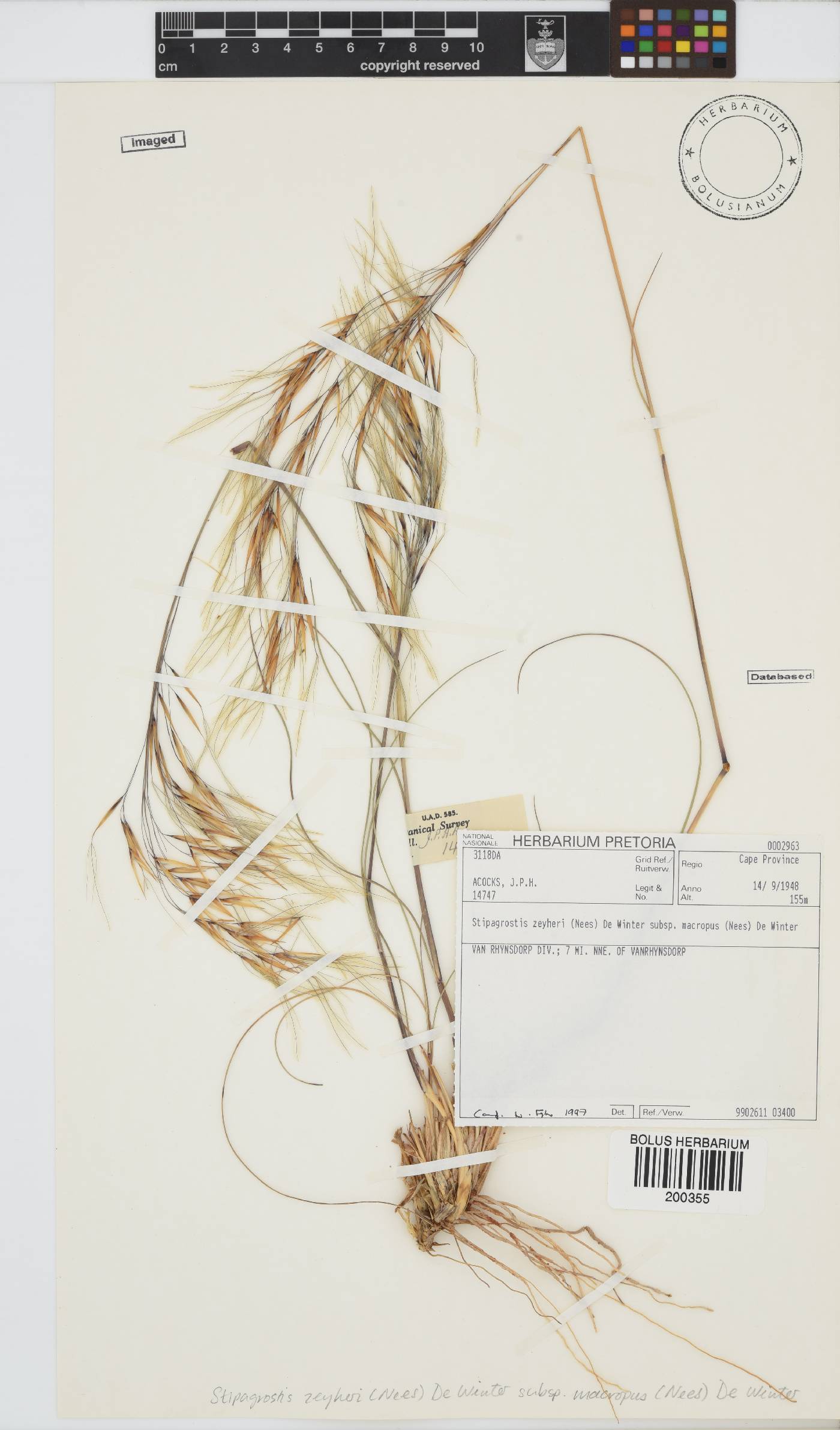 Stipagrostis zeyheri subsp. macropus image