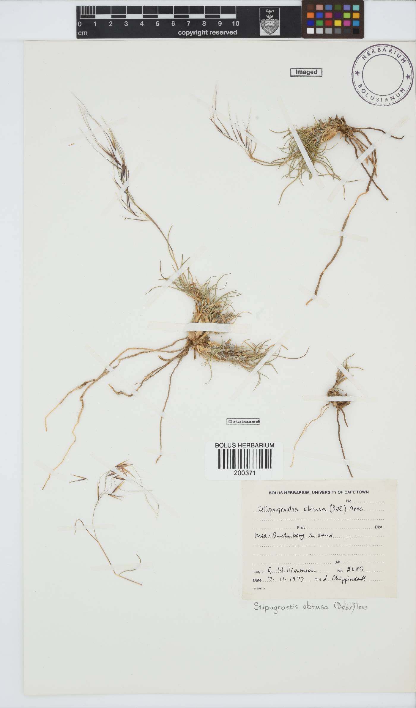 Stipagrostis obtusa image